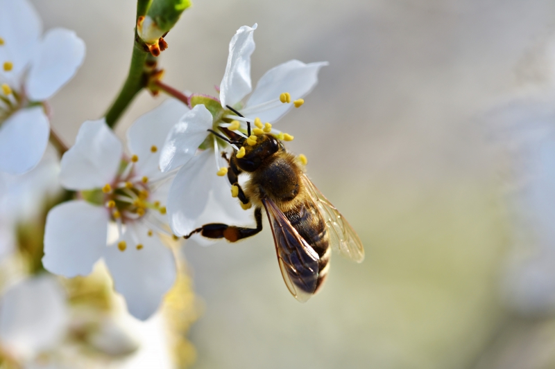 jardinerie-TOURTOUR-min_bee-4092986